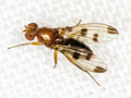 Geomyza tripunctata